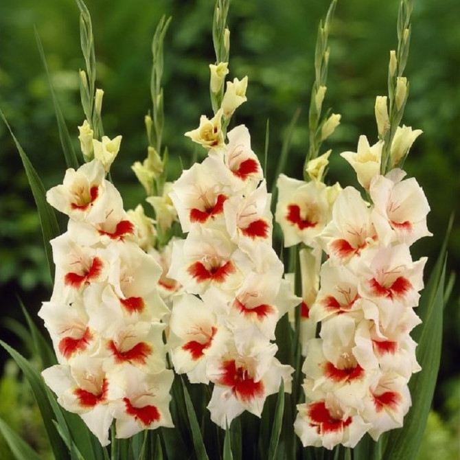 Gladiolas lielziedu Ajax 12/14 60gab