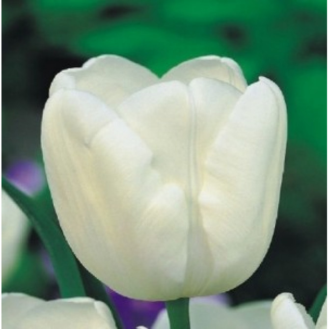Tulpes triumfa gr. WHITE DREAM 12/+ 50gab