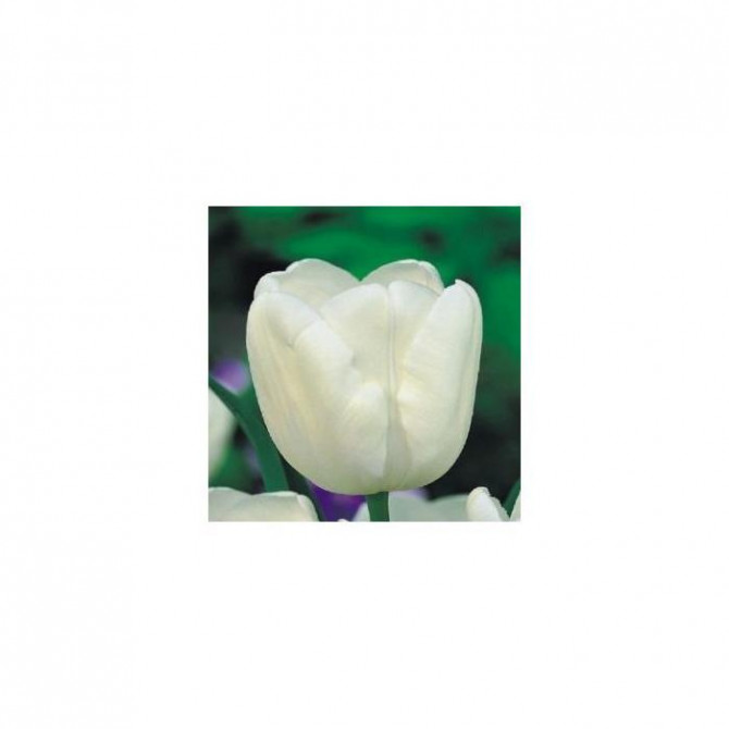 Tulpes triumfa gr. WHITE DREAM 12/+ 50gab