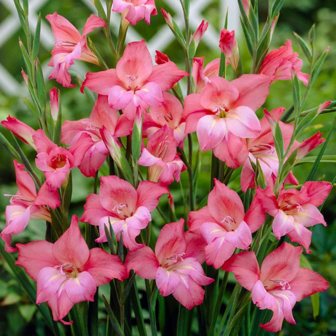 Gladiolas zemās Charm 10/+ 60gab