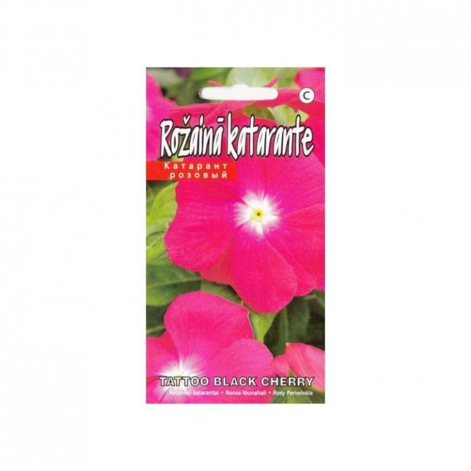 Katarante Tatto Black Cherry 10sēklas