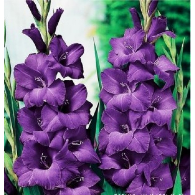 Gladiolas lielziedu ZILGANVIOLETAS 10/12 60gab