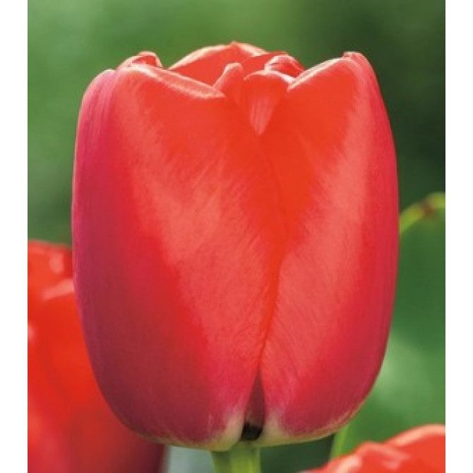 Tulpes Red Pride 11/12 50gab