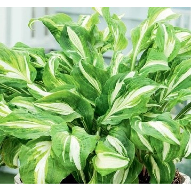 Hostas viļņotās Mediovariegata 8gab