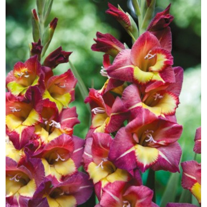 Gladiolas Michelle 12/14 60gab