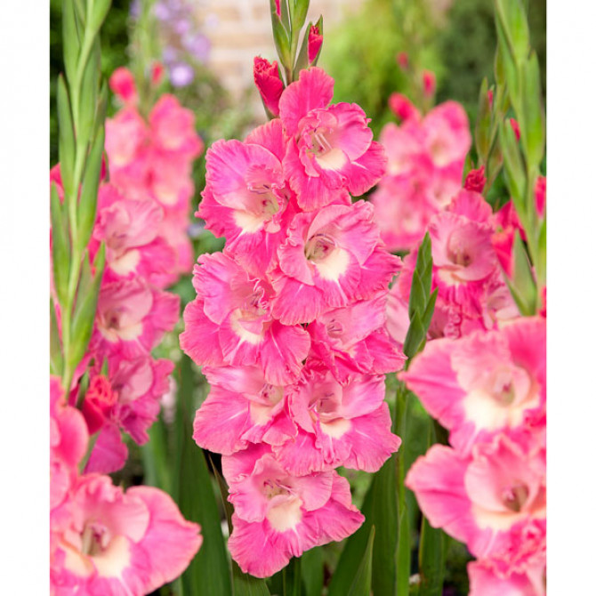 Gladiolas lielziedu PINK PARROT 12/14 60gab