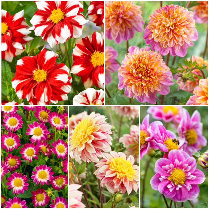 Dālijas anemonziedu Izlase 5šķ. 40gab