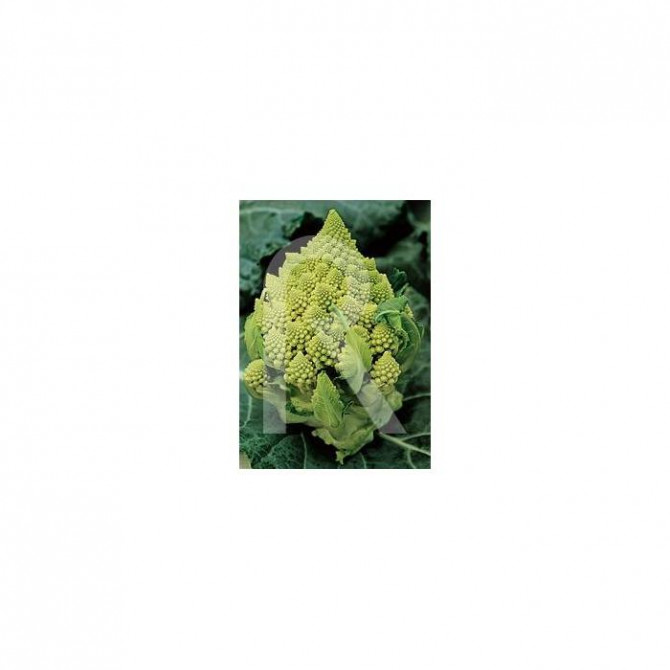 Ziedkāposti Romanesco Natalino  8g