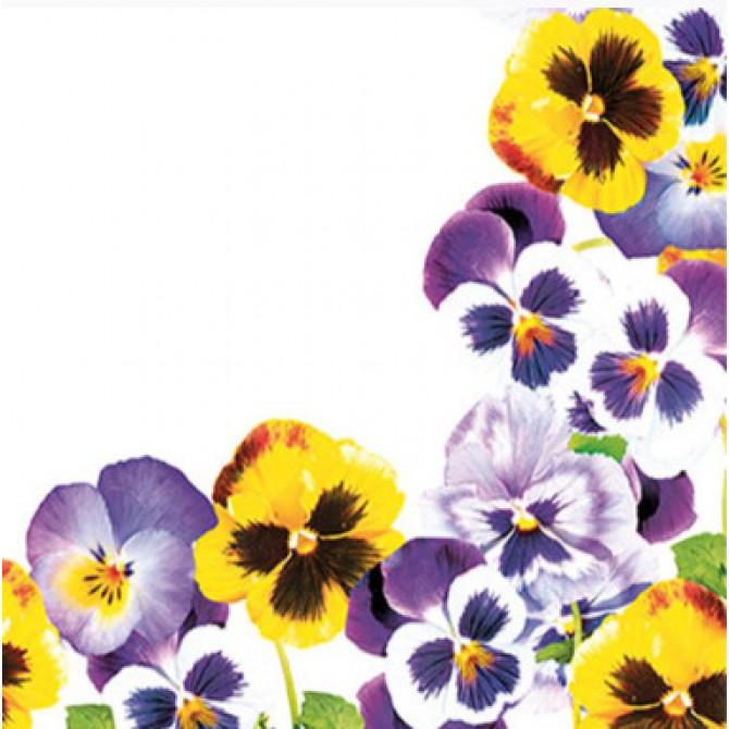 Salvetes Atraitnītes 1 paciņa