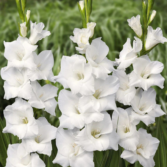 Gladiolas lielziedu White Prosperty 14 + 60gab