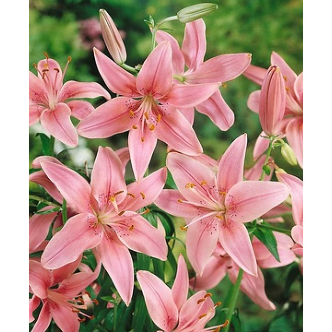 Lilijas Āzijas Vivaldi 16/18 20gb