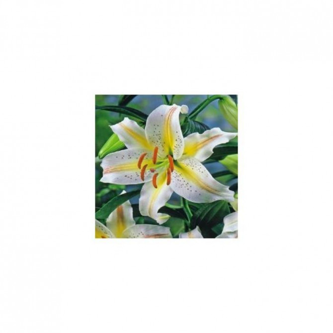 Lilijas austrumu zemās GARDEN PARTY 16/18 20gab