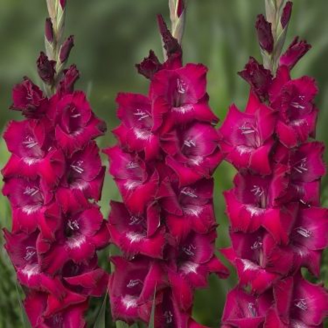 Gladiolas Adele 12/14 60gab