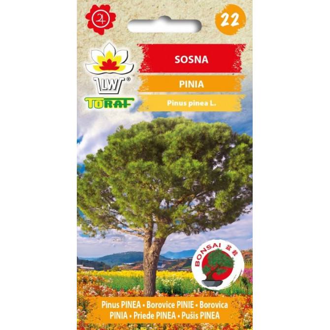 Priede PINEA bonsai 10sēklas