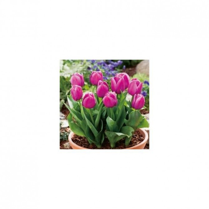 Tulpes zemās puķu podiem BABY BLUE 11/12 30gab