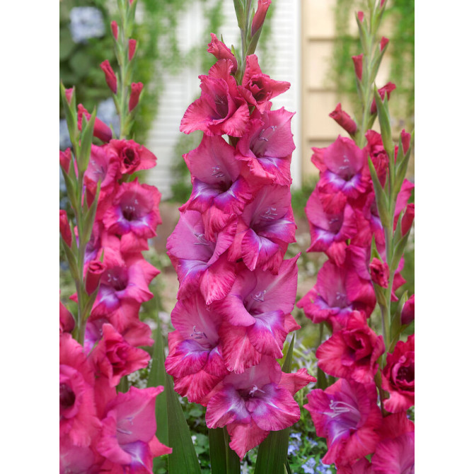 Gladiolas Lumierre 12/14 60gab