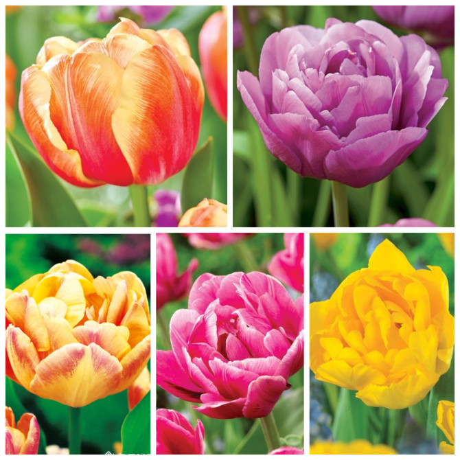 Tulpes pildītas 10 izlase 11/12 75gb