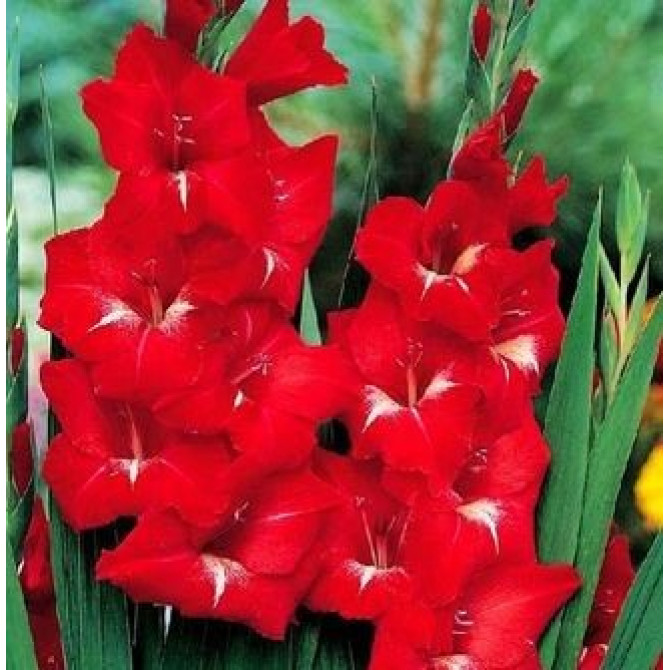 Gladiolas sarkanbaltas 16/+ 40gab