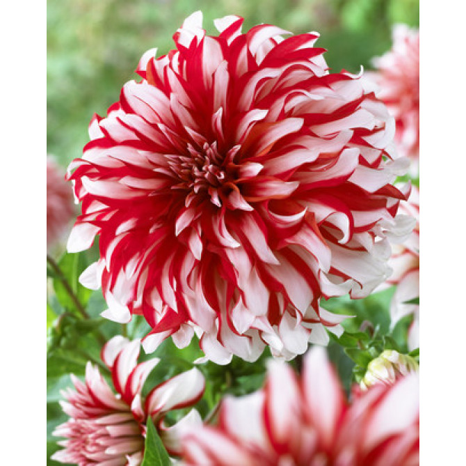 Dālijas Santa Claus 8gab