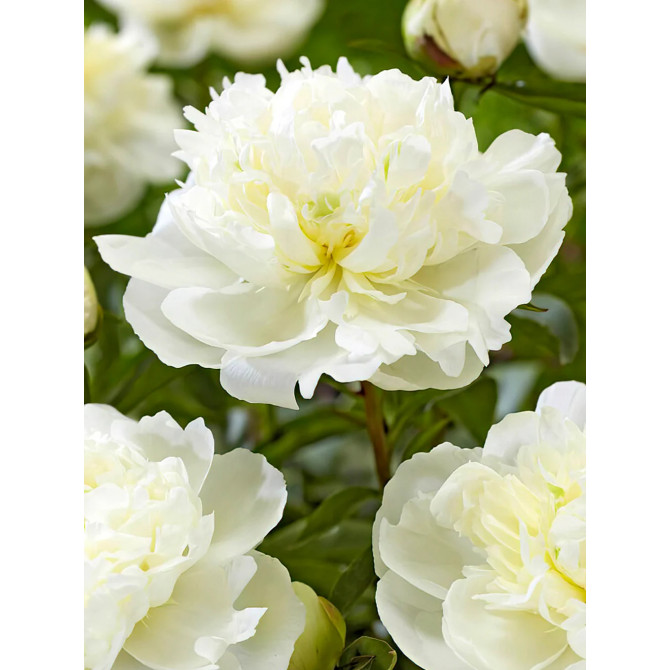 Peonijas Duchesse de Nemours 2/3 8gab