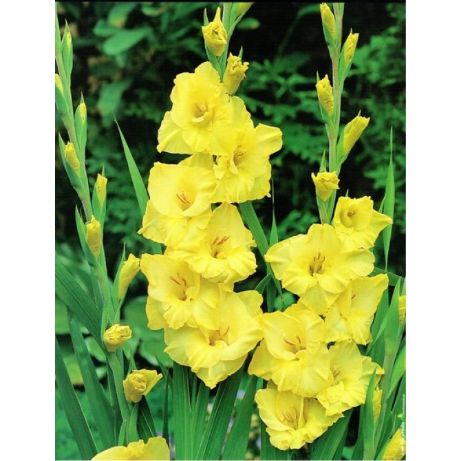 Gladiolas lielziedu Joyeuse Entree 12/14 60gab