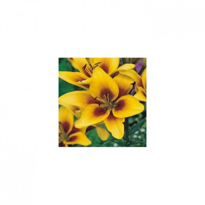 Lilijas Āzijas divkrāsu Grand Cru  16/18 20gab