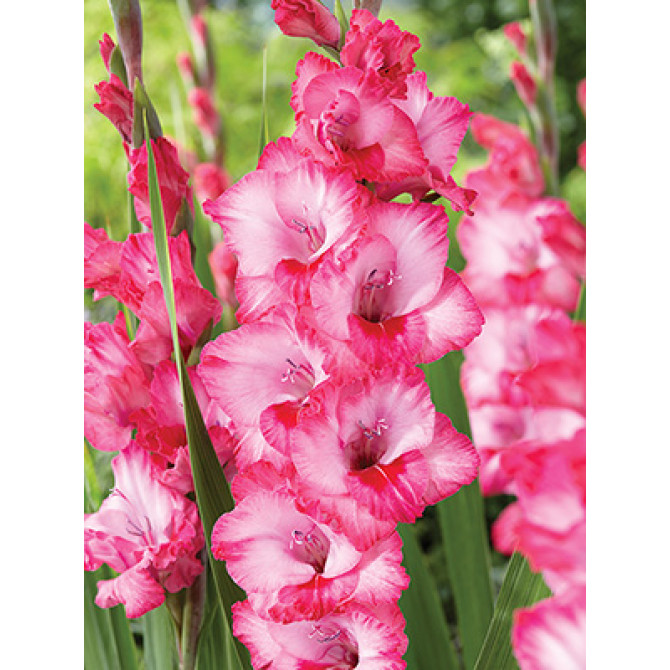 Gladiolas Hugo 12/14 60gab