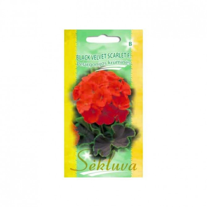 Pelargonijas zonālās BLACK VELVET SCARLET F1, 5 sēklas