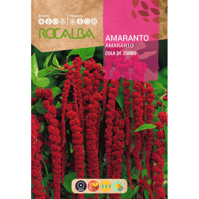 Amarants astainais Cola de Zorro 10g