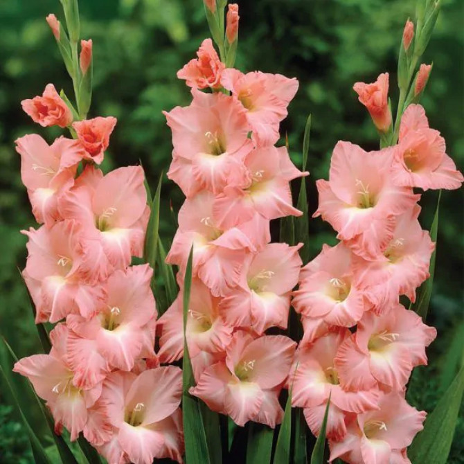 Gladiolas lielziedu Rose Supreme 12/14 60gab