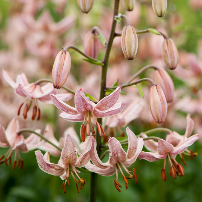 Lilijas Martagonlilijas Pink Morning 16/18 10gab