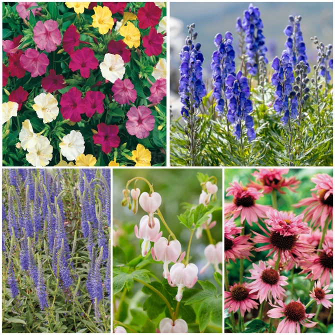 Zemciešu izlase Nr.1 20gab