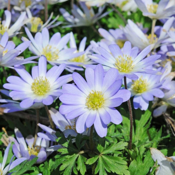 Anemones jaukās Blue Shades 5/+ 100gab