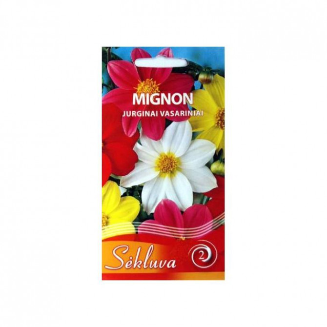 Dālijas MIGNON 1g