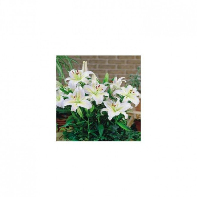 Lilijas austrumu zemās GISBORN 16/18 20gab
