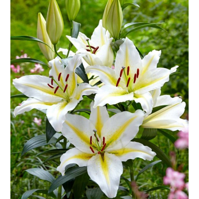 Lilijas Austrumu Bafferari 18/20 16gab