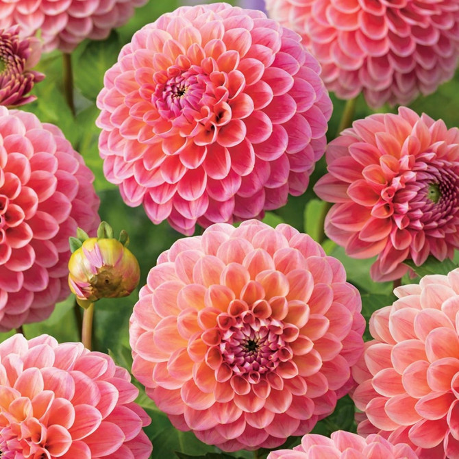 Dālijas Nathalie G. 8gab