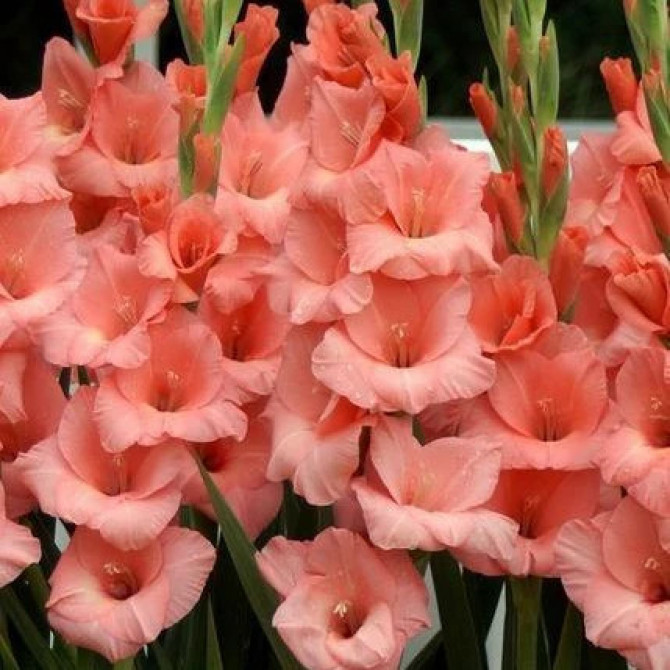 Gladiolas Fortarosa 12/14 60gab